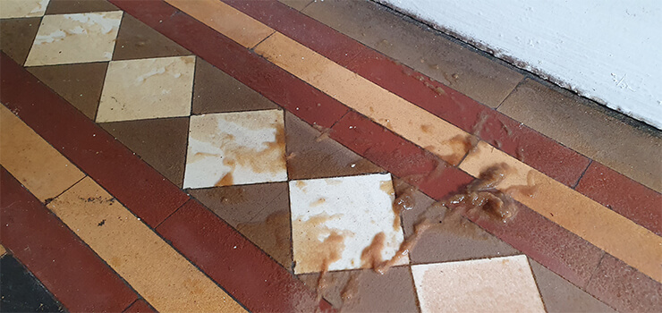 Restoration expert applying gentle cleaning solution to preserve Victorian floor tiles
